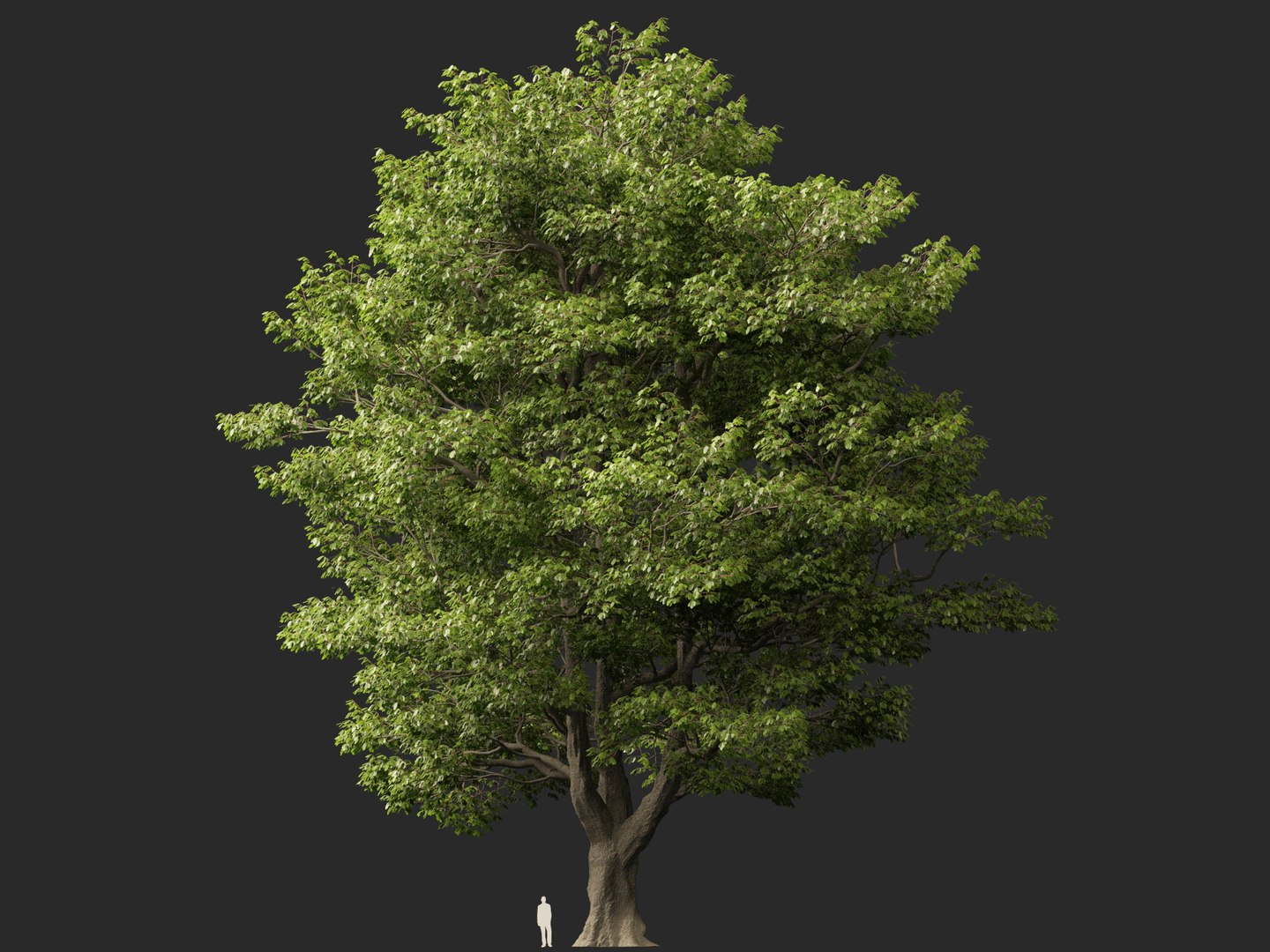 Castanea Sativa Sweet Chestnut High-Loly Low-Poly 3D https://p.turbosquid.com/ts-thumb/8q/wEQLDU/2D/castaneasativa0110/jpg/1768619689/1920x1080/fit_q87/14257fcabd1b3e574bb401993f06ac16f87cc182/castaneasativa0110.jpg