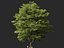 Castanea Sativa Sweet Chestnut High-Loly Low-Poly