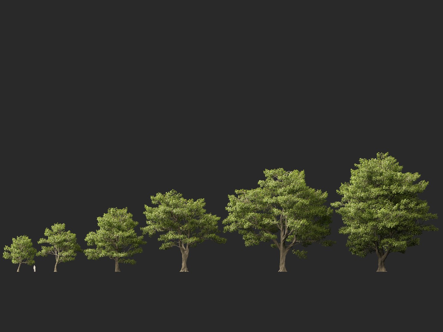Castanea Sativa Sweet Chestnut High-Loly Low-Poly 3D https://p.turbosquid.com/ts-thumb/8q/wEQLDU/8w/castaneasativa012/jpg/1768619680/1920x1080/fit_q87/ec353b3e314081aa74ade596ade8375effe4f2c8/castaneasativa012.jpg