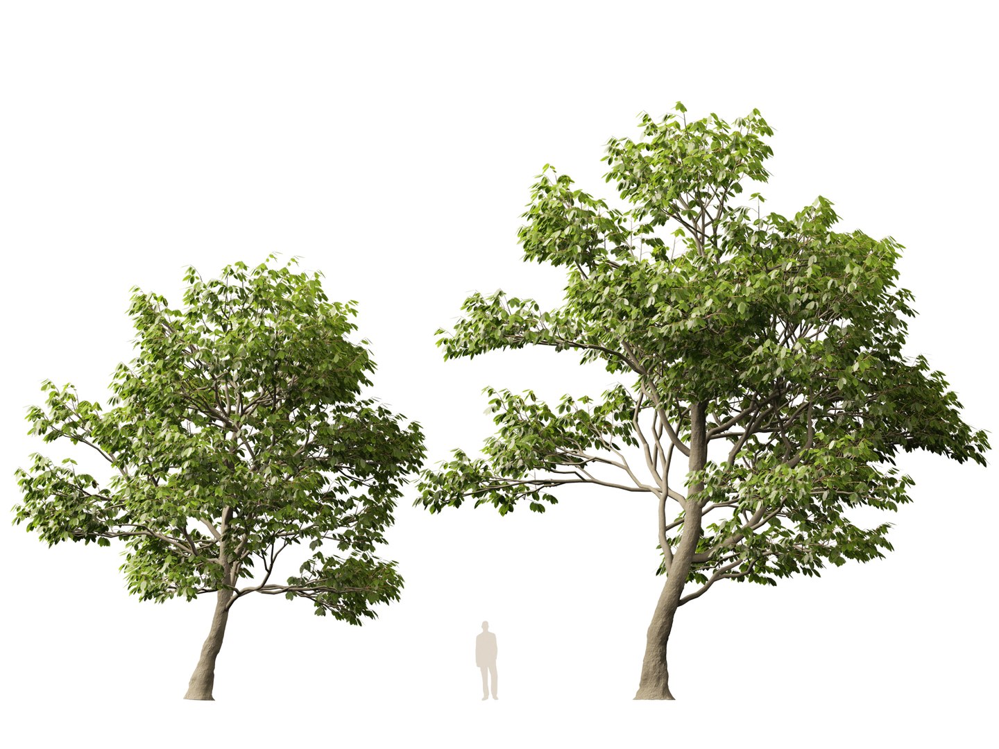 Castanea Sativa Sweet Chestnut High-Loly Low-Poly 3D https://p.turbosquid.com/ts-thumb/8q/wEQLDU/BS/castaneasativa013/jpg/1768619682/1920x1080/fit_q87/49a976bee0ddfd2700274a9b32c7d7fc2a7de97f/castaneasativa013.jpg