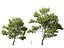 Castanea Sativa Sweet Chestnut High-Loly Low-Poly