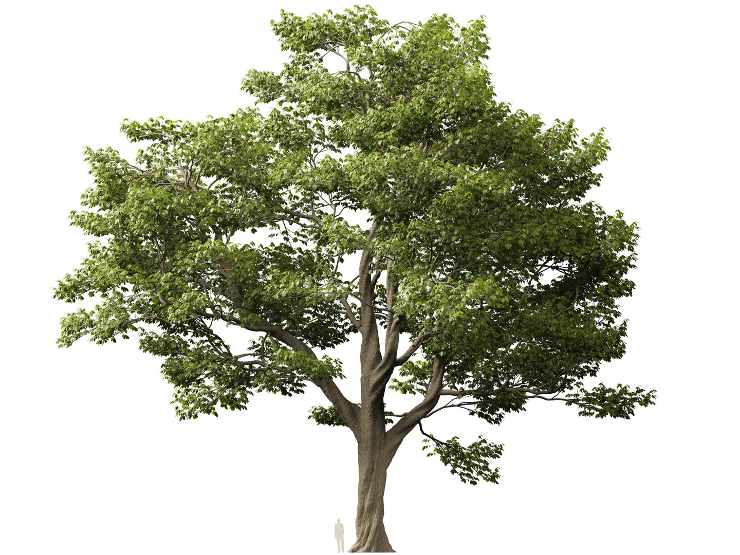 Castanea Sativa Sweet Chestnut High-Loly Low-Poly 3D https://p.turbosquid.com/ts-thumb/8q/wEQLDU/Gb/castaneasativa017/jpg/1768619686/1920x1080/fit_q87/41a3511e0182c1c42f45202ba8930a4f15dad6d2/castaneasativa017.jpg