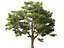 Castanea Sativa Sweet Chestnut High-Loly Low-Poly
