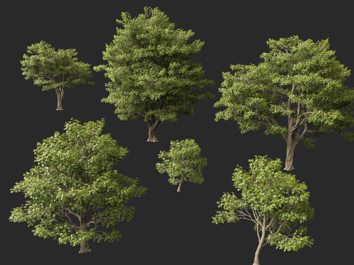 Castanea Sativa Sweet Chestnut High-Loly Low-Poly 3D https://p.turbosquid.com/ts-thumb/8q/wEQLDU/LB/castaneasativa0112/jpg/1768619691/1920x1080/fit_q87/d6daeeaa6bd2de5f12230f8acda3bdc2f2c15da6/castaneasativa0112.jpg