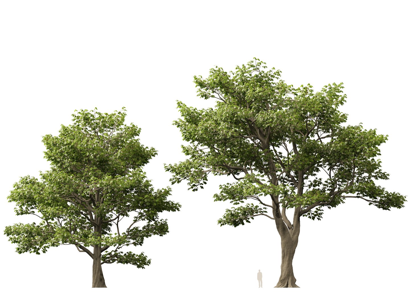 Castanea Sativa Sweet Chestnut High-Loly Low-Poly 3D https://p.turbosquid.com/ts-thumb/8q/wEQLDU/P6/castaneasativa015/jpg/1768619684/1920x1080/fit_q87/4a0cd665f9ec1218cb8ba8b5d5b1c5617665eb71/castaneasativa015.jpg