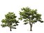 Castanea Sativa Sweet Chestnut High-Loly Low-Poly