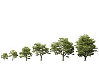 Castanea Sativa Sweet Chestnut High-Loly Low-Poly