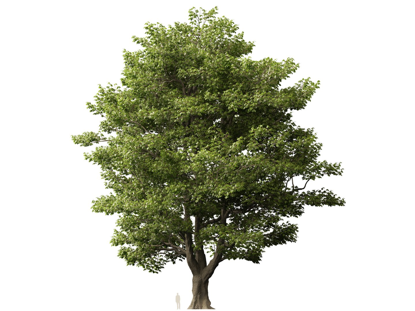 Castanea Sativa Sweet Chestnut High-Loly Low-Poly 3D https://p.turbosquid.com/ts-thumb/8q/wEQLDU/Ra/castaneasativa019/jpg/1768619688/1920x1080/fit_q87/59fb4f4a8da901c6aa2ef03c73d0c7d4f39b9aff/castaneasativa019.jpg