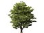 Castanea Sativa Sweet Chestnut High-Loly Low-Poly