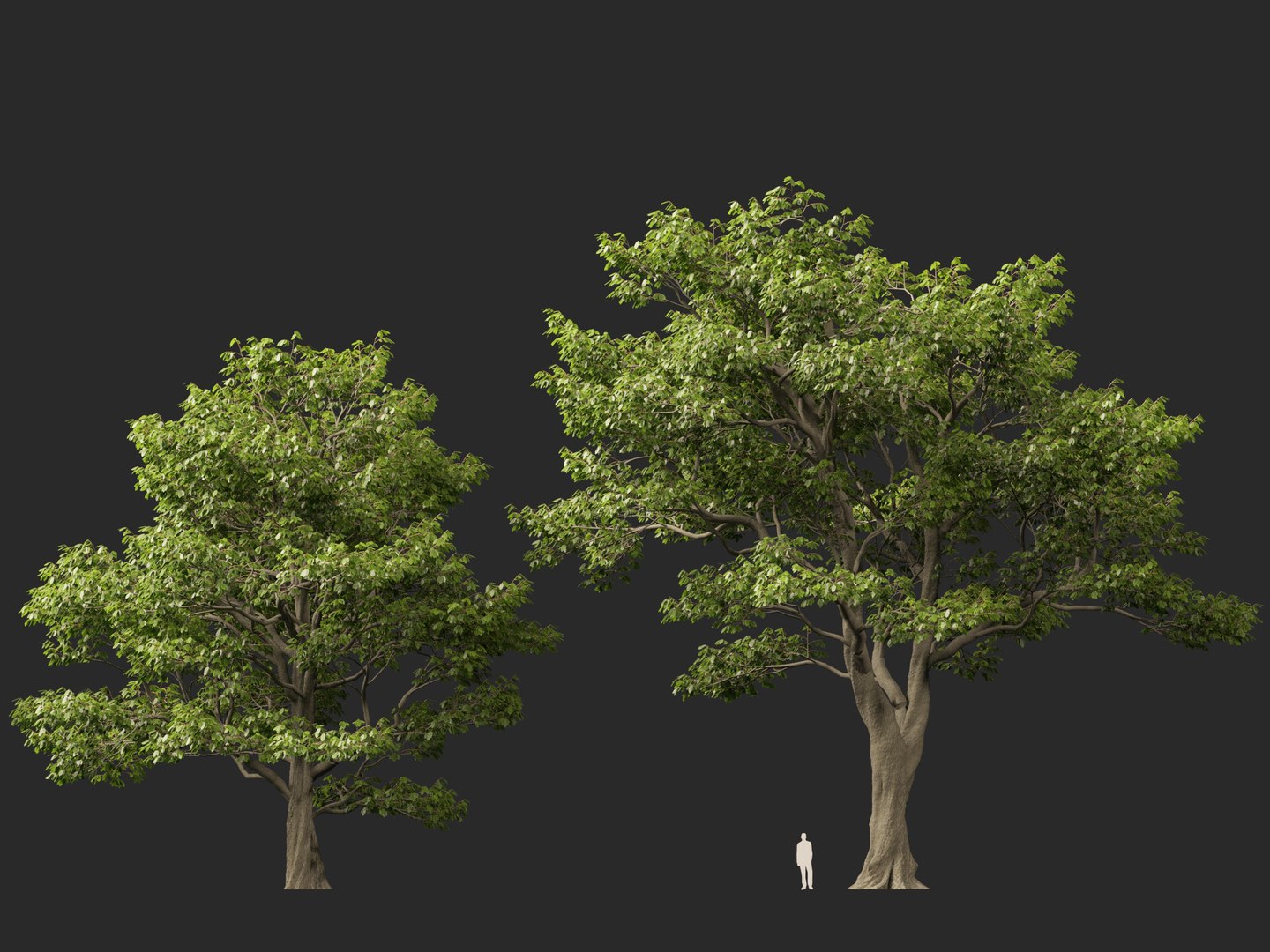 Castanea Sativa Sweet Chestnut High-Loly Low-Poly 3D https://p.turbosquid.com/ts-thumb/8q/wEQLDU/dS/castaneasativa016/jpg/1768619684/1920x1080/fit_q87/23c20163f4c8842a5198616d8dce376e783d9a99/castaneasativa016.jpg
