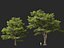 Castanea Sativa Sweet Chestnut High-Loly Low-Poly