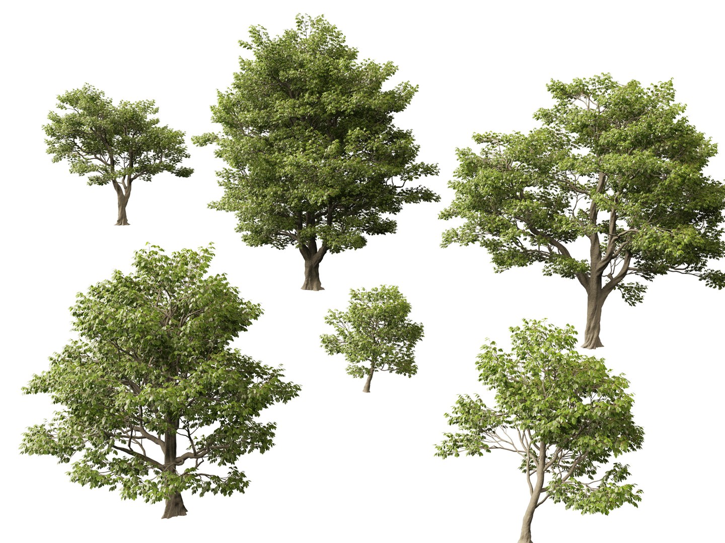 Castanea Sativa Sweet Chestnut High-Loly Low-Poly 3D https://p.turbosquid.com/ts-thumb/8q/wEQLDU/i4/castaneasativa0111/jpg/1768619690/1920x1080/fit_q87/9954f1f75a8910f62c58d34393b80ac1bc9fe149/castaneasativa0111.jpg