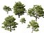 Castanea Sativa Sweet Chestnut High-Loly Low-Poly