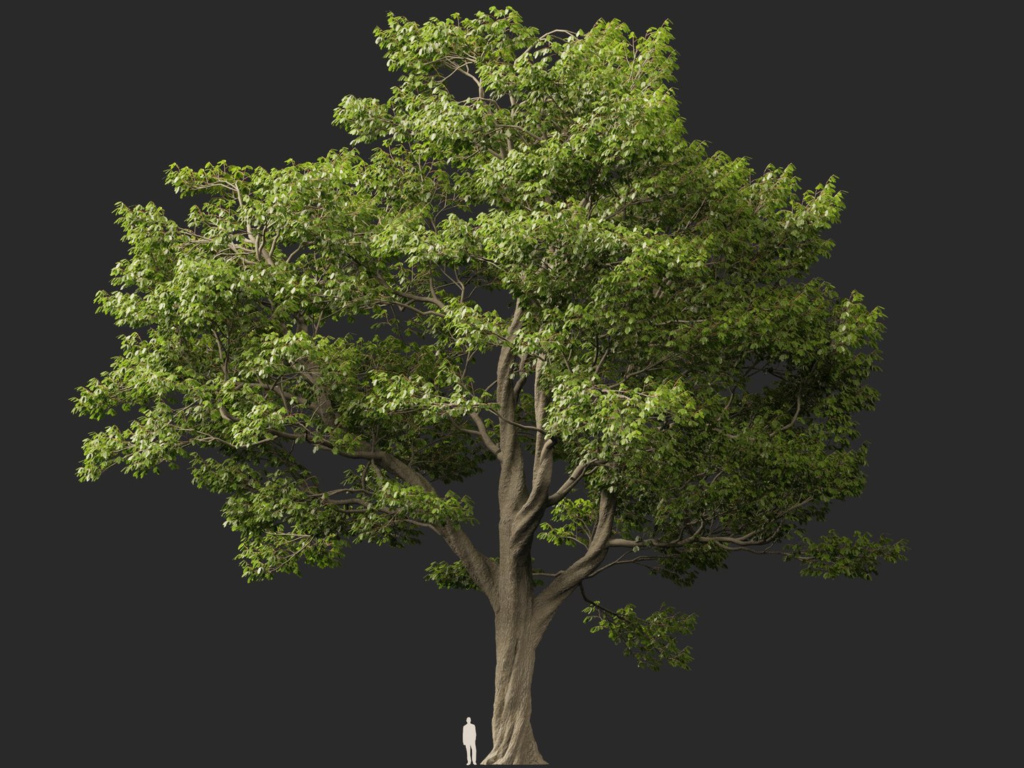 Castanea Sativa Sweet Chestnut High-Loly Low-Poly 3D https://p.turbosquid.com/ts-thumb/8q/wEQLDU/lr/castaneasativa018/jpg/1768619687/1920x1080/fit_q87/2cff5bd1af26887f70fdcd22f16496e8590ef3c3/castaneasativa018.jpg