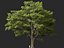 Castanea Sativa Sweet Chestnut High-Loly Low-Poly