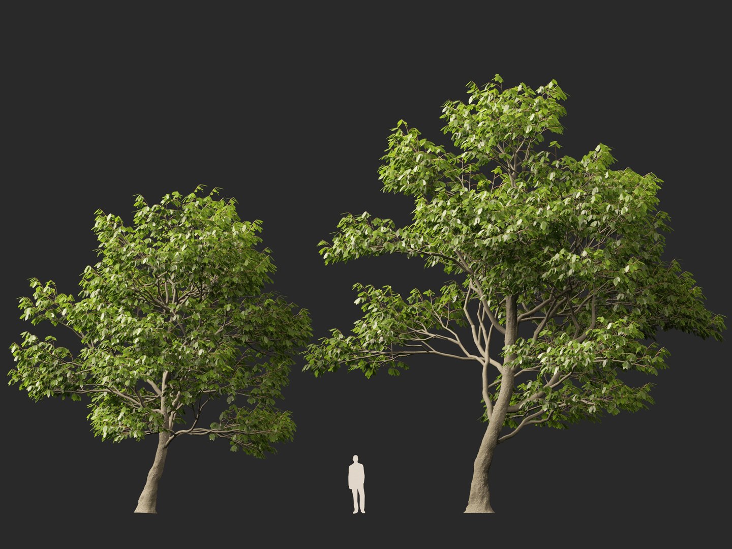 Castanea Sativa Sweet Chestnut High-Loly Low-Poly 3D https://p.turbosquid.com/ts-thumb/8q/wEQLDU/nq/castaneasativa014/jpg/1768619682/1920x1080/fit_q87/da3167013c562333335b8b9cf81cd17452ae23fc/castaneasativa014.jpg