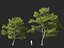 Castanea Sativa Sweet Chestnut High-Loly Low-Poly