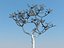 Plumeria rubra