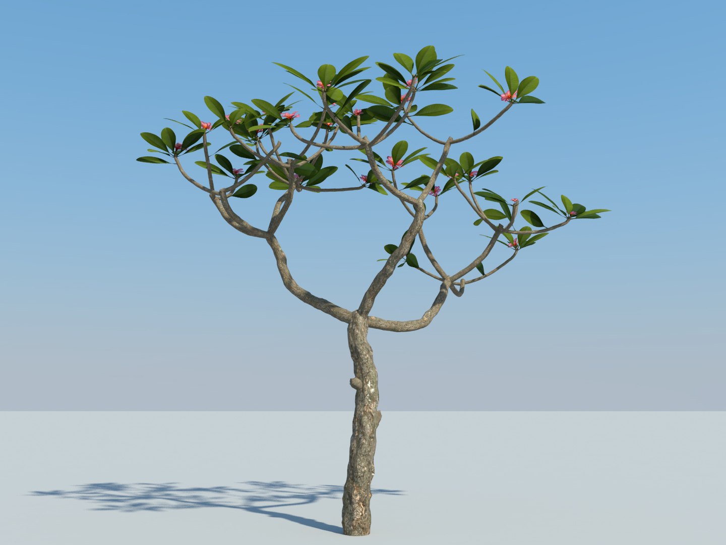 tropical tree plumeria 3d max https://p.turbosquid.com/ts-thumb/8q/waYa3U/9O261KZx/4/jpg/1463970986/1920x1080/fit_q87/76d4a6bbac5292a94678c82c612a2d63b0111a6f/4.jpg