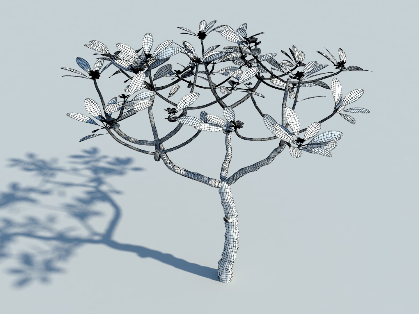 tropical tree plumeria 3d max https://p.turbosquid.com/ts-thumb/8q/waYa3U/ItiAKkDM/5/jpg/1463970986/1920x1080/fit_q87/bde2678ea75031e4508b8931bdbedf22818f79ee/5.jpg