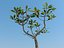 Plumeria rubra