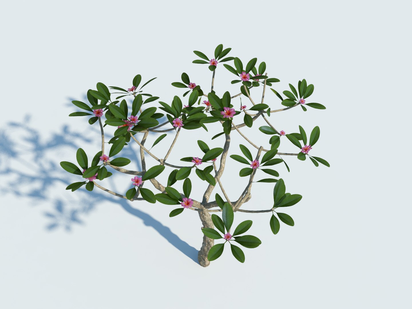 tropical tree plumeria 3d max https://p.turbosquid.com/ts-thumb/8q/waYa3U/sEcHwo5o/2/jpg/1463970986/1920x1080/fit_q87/171e23713fe0b6125aecad14af8aebe0e9331b94/2.jpg