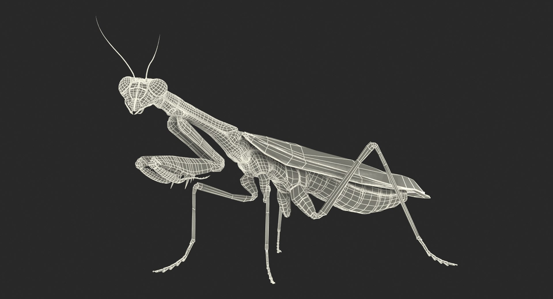 3D grasshopper mantis model https://p.turbosquid.com/ts-thumb/8q/zKlpA0/0hU8yXMX/grasshopperandmantiscollectionmb3dmodel016/jpg/1536909358/1920x1080/fit_q87/8efbcb901b8edf631ffbf9f65e310de3aae41c8f/grasshopperandmantiscollectionmb3dmodel016.jpg