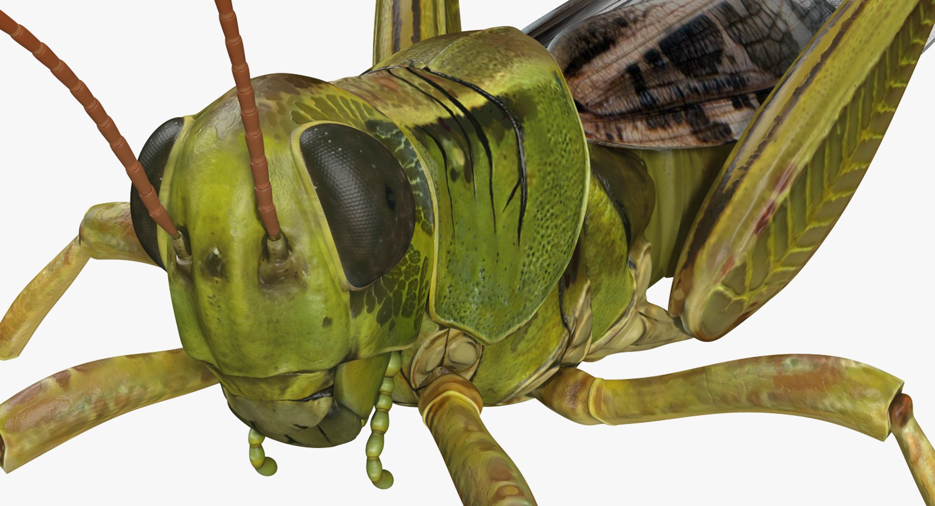3D grasshopper mantis model https://p.turbosquid.com/ts-thumb/8q/zKlpA0/1MppQmel/grasshopperandmantiscollectionmb3dmodel005/jpg/1536909357/1920x1080/fit_q87/b59f0a778b849b79efcf077a4841d2a79eab21d0/grasshopperandmantiscollectionmb3dmodel005.jpg