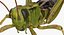 3D grasshopper mantis model