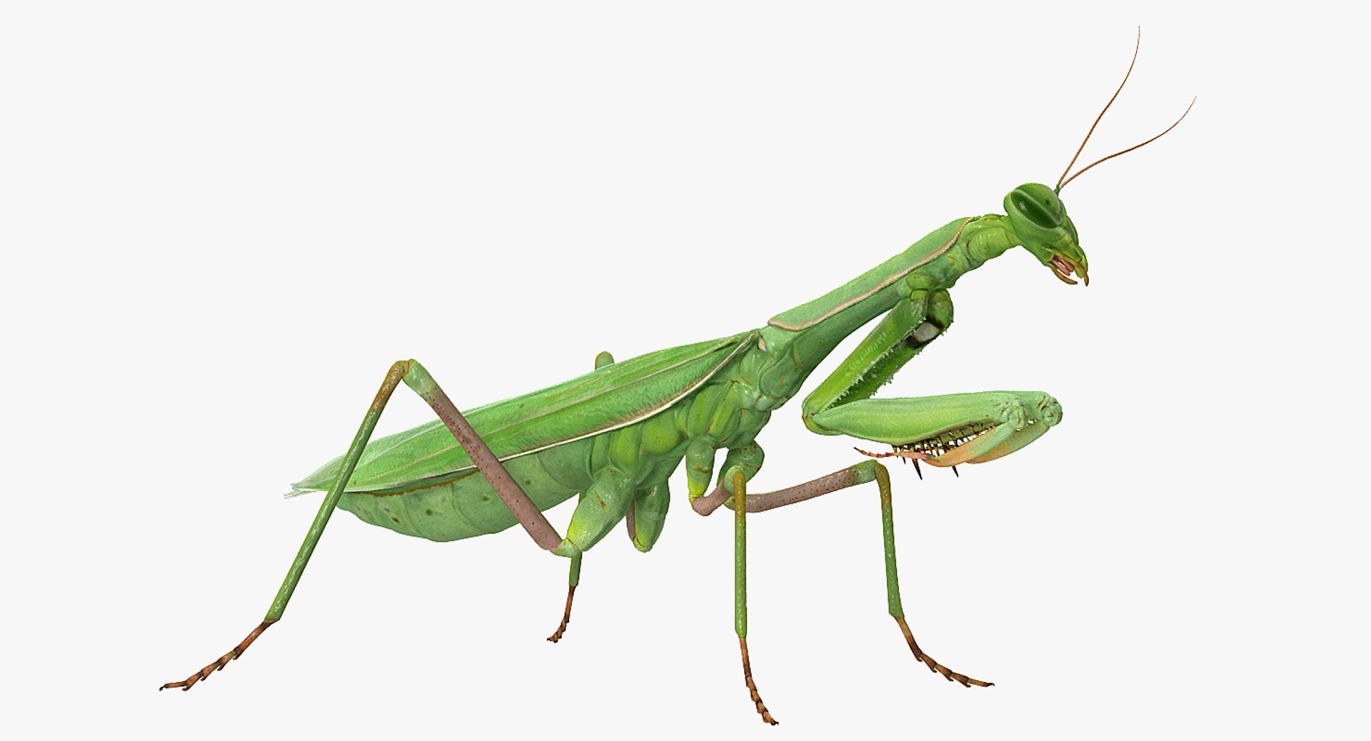 3D grasshopper mantis model https://p.turbosquid.com/ts-thumb/8q/zKlpA0/H0hzHCKV/grasshopperandmantiscollectionmb3dmodel011/jpg/1536909358/1920x1080/fit_q87/5a3a7729eb84ba93ad11b51bee12dd1b70d6299a/grasshopperandmantiscollectionmb3dmodel011.jpg