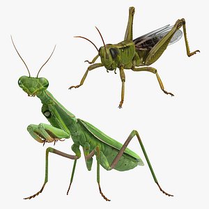 3D grasshopper mantis model