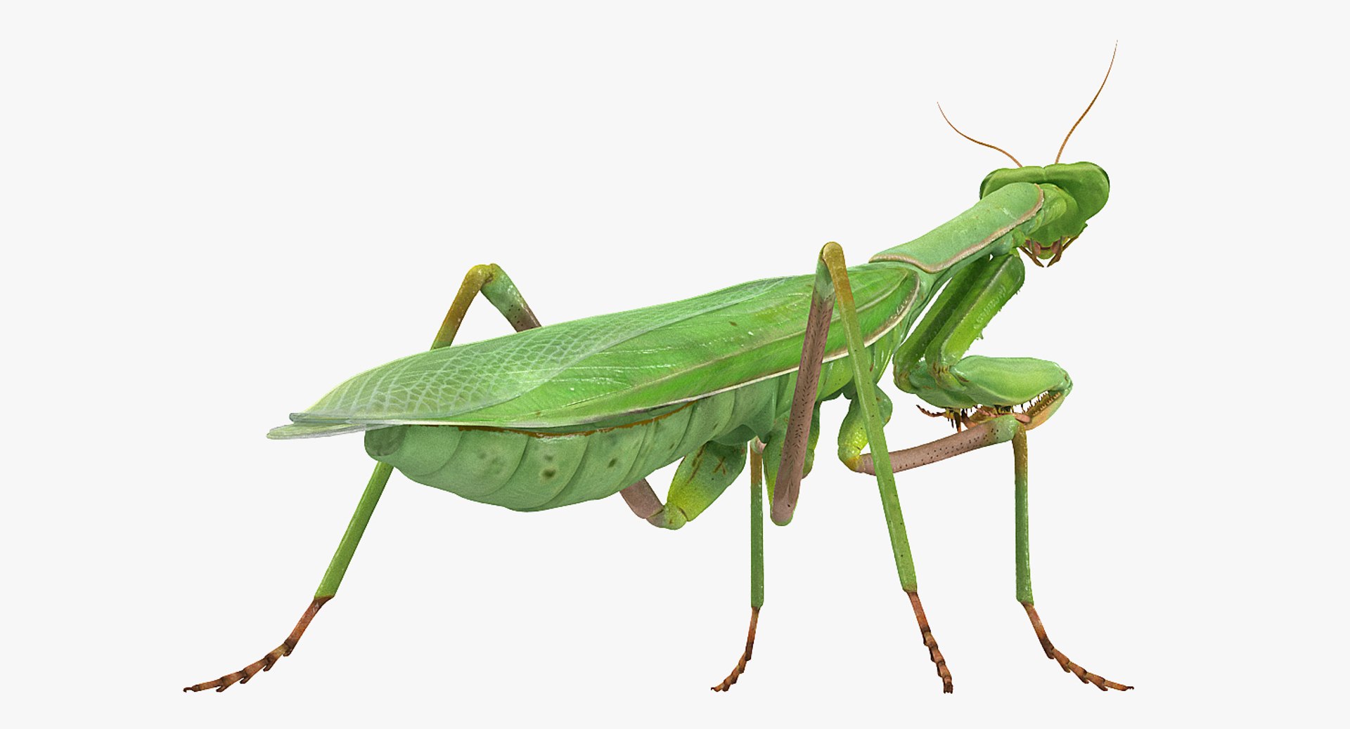 3D grasshopper mantis model https://p.turbosquid.com/ts-thumb/8q/zKlpA0/tRpf3qwx/grasshopperandmantiscollectionmb3dmodel010/jpg/1536909358/1920x1080/fit_q87/bd7860224ce7af5b7f7d0f57d255dce3b0d8fc36/grasshopperandmantiscollectionmb3dmodel010.jpg