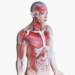 3D male anatomy simplified