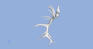 New Elk Antlers & Skull 7 pt