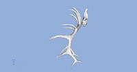 New Elk Antlers & Skull 7 pt
