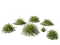 Lomandra Lime Tuff - Mat Rush