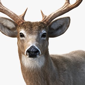 Deer 2025 static version XGEN-CORE