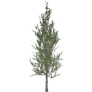 3D Lombardy Poplar Tree Collection model