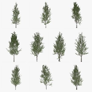 Lombardy Poplar Tree Collection