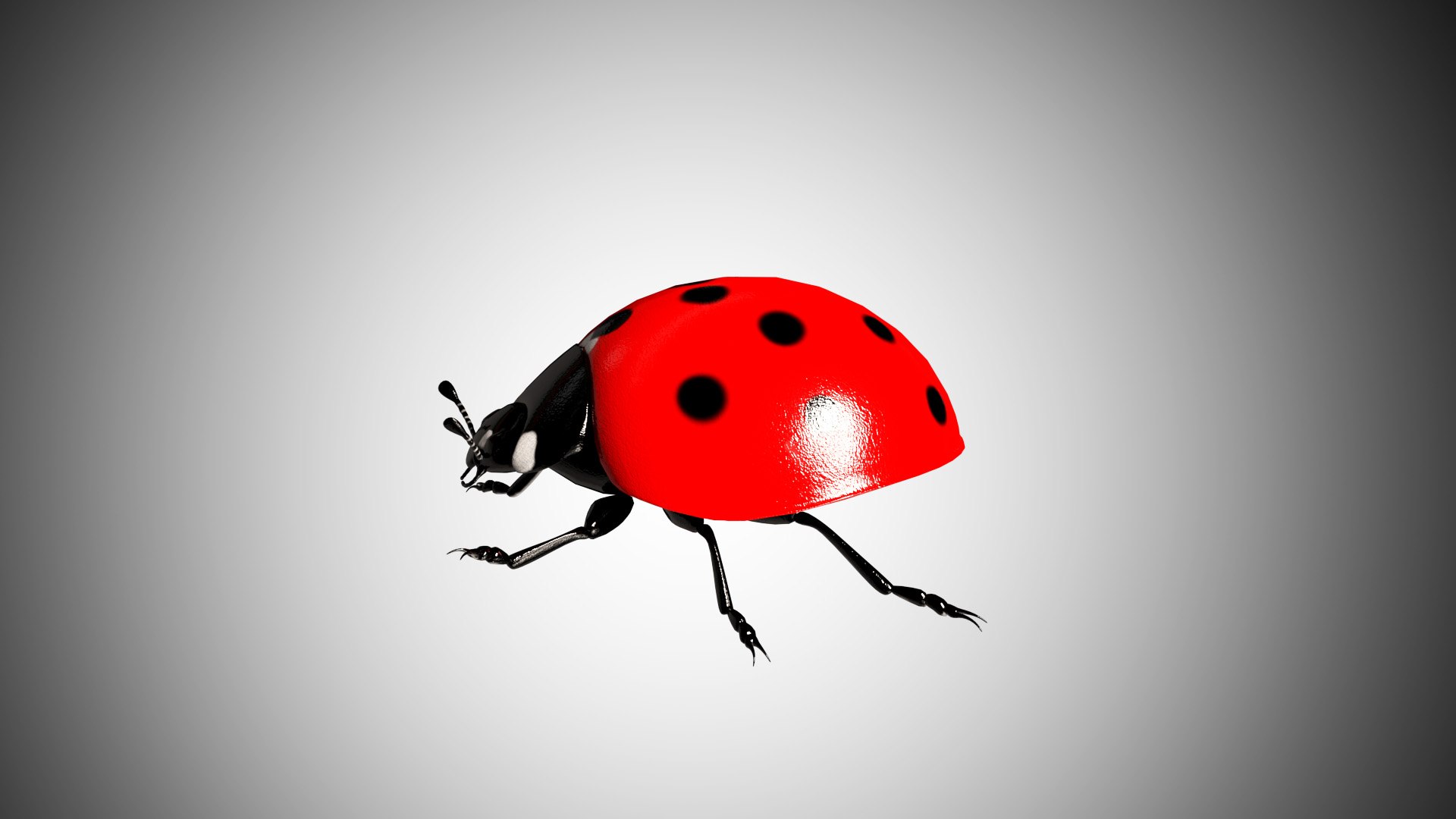3D rigged https://p.turbosquid.com/ts-thumb/8r/Mmv5fe/TQ4xTjF5/lady_bug05/jpg/1596786197/1920x1080/fit_q87/ee7dc927bc0bdc984d79d61842417102aea09651/lady_bug05.jpg