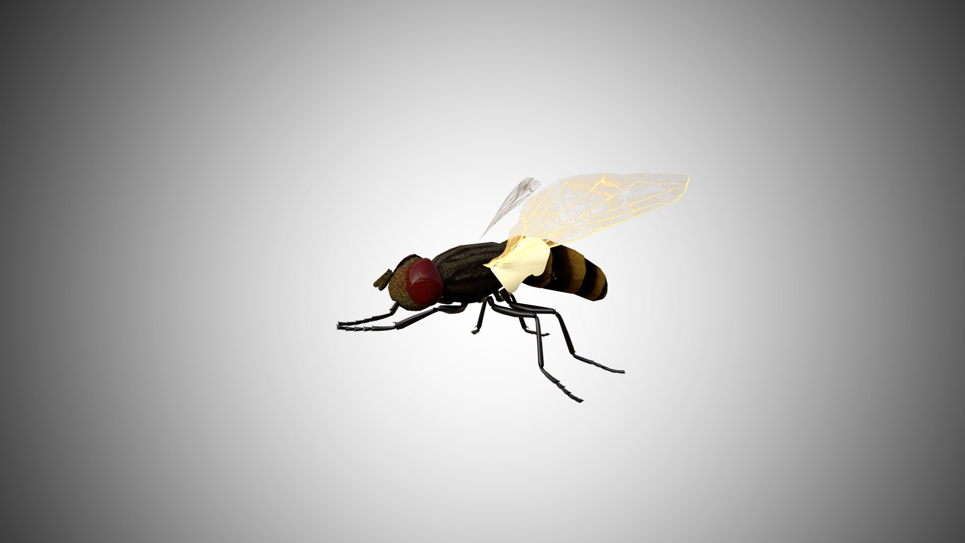 3D rigged https://p.turbosquid.com/ts-thumb/8r/Mmv5fe/ewJTUz1G/fly04/jpg/1596786383/1920x1080/fit_q87/e43d708ca10cd43655b902257445d869243419c8/fly04.jpg