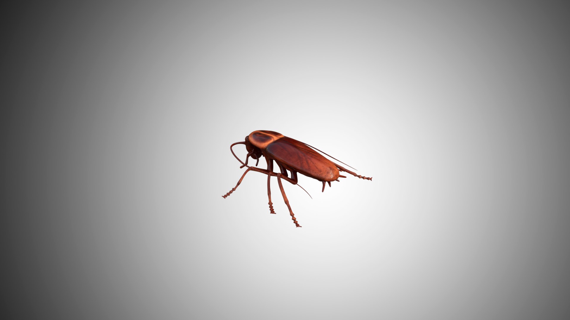 3D rigged https://p.turbosquid.com/ts-thumb/8r/Mmv5fe/t6gNMMyO/cocroach03/jpg/1596786455/1920x1080/fit_q87/4f0ee3a349878704d85375c2867341740f18d06e/cocroach03.jpg