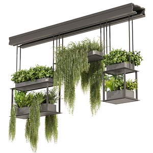 3D Collection plant vol 479 - palm - pothos - ampelous - hanging - 3ds max - cinema 4d model