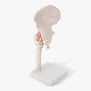 Hip Joint model