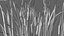 Typha angustifolia 02
