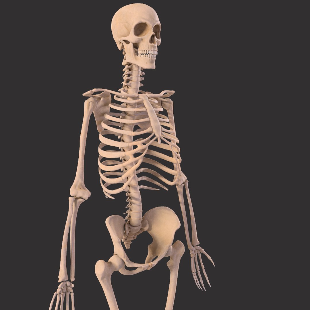 Human Male Skeleton Bones Anatomy Model - TurboSquid 1835302