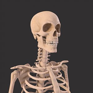 Human Male Skeleton Bones Anatomy model