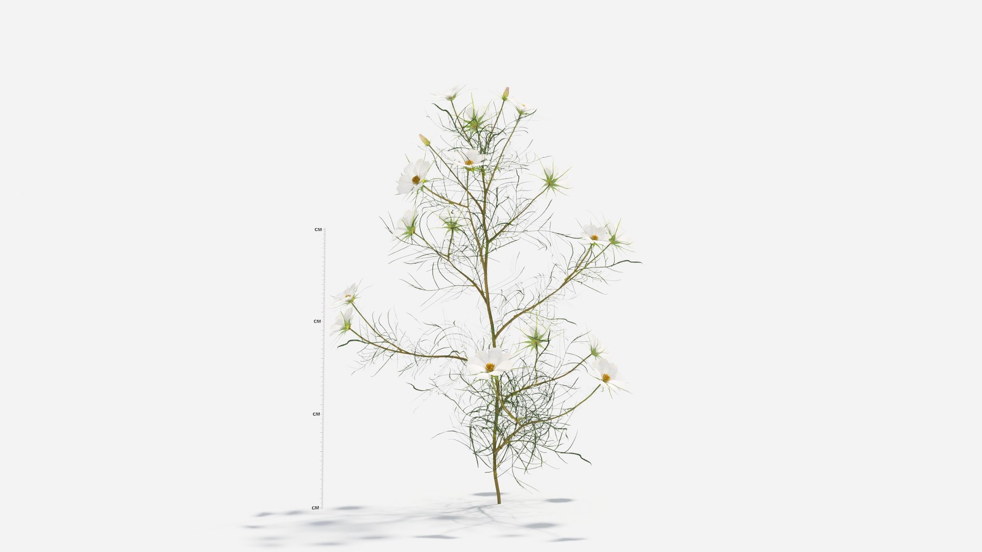 3D Cosmos bipinnatus-2 model https://p.turbosquid.com/ts-thumb/8r/fPO1q7/1R/cosmos6/jpg/1661757648/1920x1080/fit_q87/169816a5fba98fd05f93b3f6f51ea97fe136a945/cosmos6.jpg