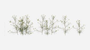 Cosmos bipinnatus-2