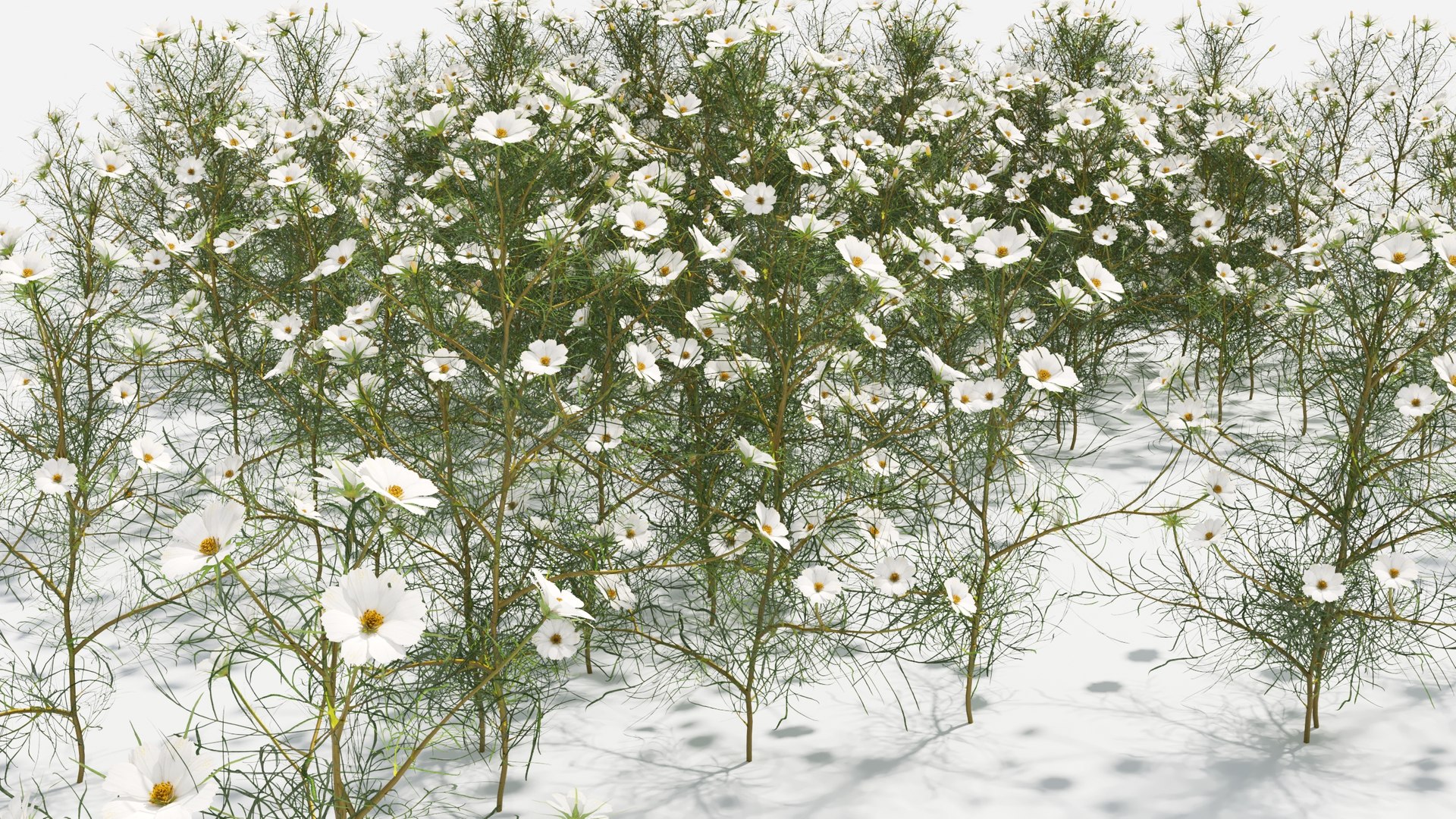 3D Cosmos bipinnatus-2 model https://p.turbosquid.com/ts-thumb/8r/fPO1q7/9I/cosmos10/jpg/1661757646/1920x1080/fit_q87/59e5f5b8ca553ca9fc1a4230f0fae1c6972ac900/cosmos10.jpg